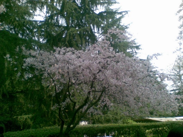 最喜欢的一棵樱花树