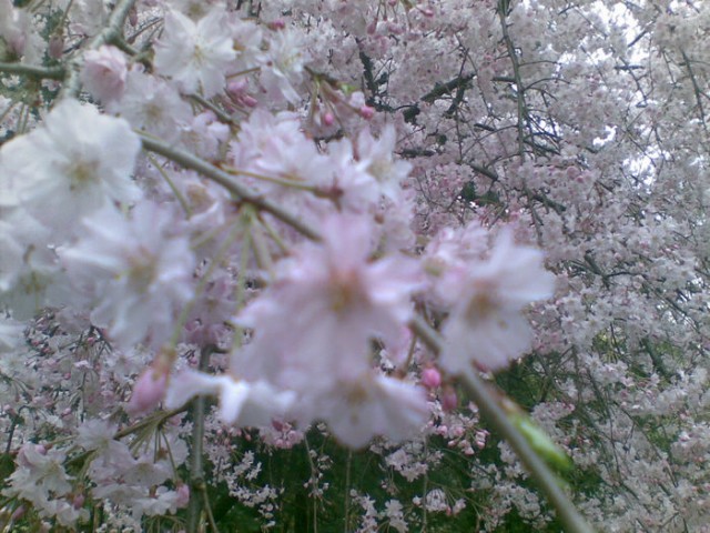 近距离挺美的樱花