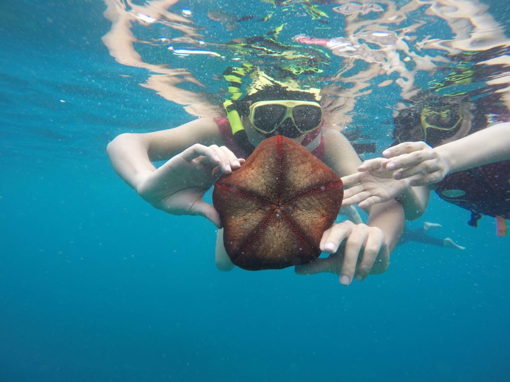 浮潜时遇到的海星